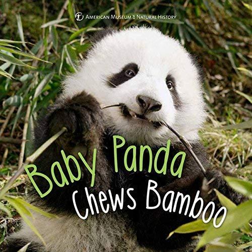 Baby Panda Chews Bamboo (First Discoveries)