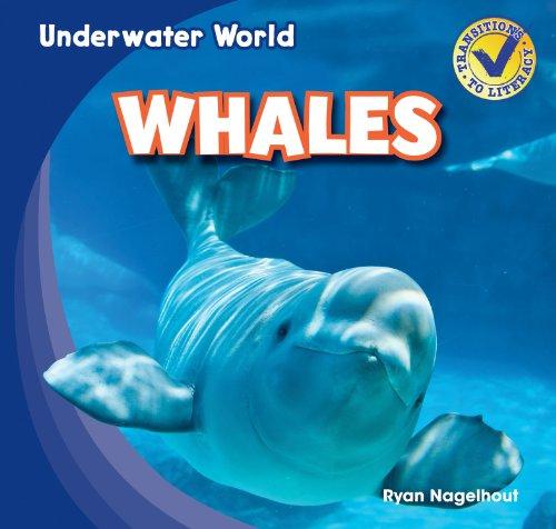 Whales (Underwater World)